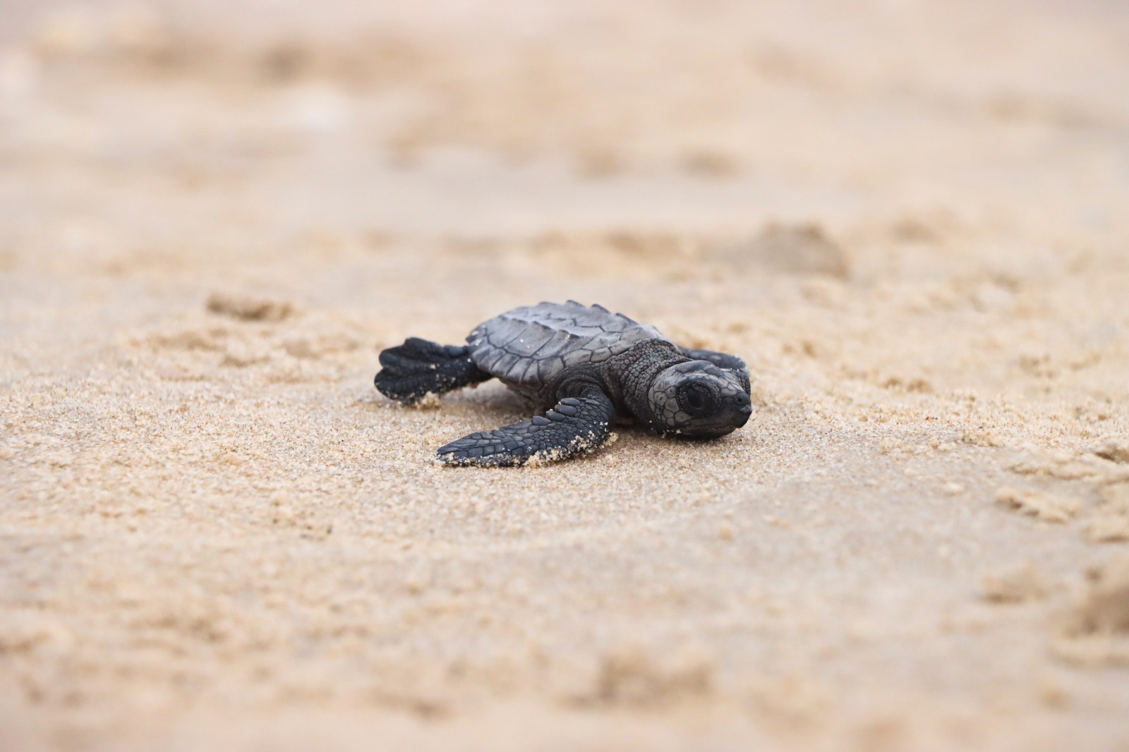 Prepara Comisión de Parques liberación de crías de tortuga lora en